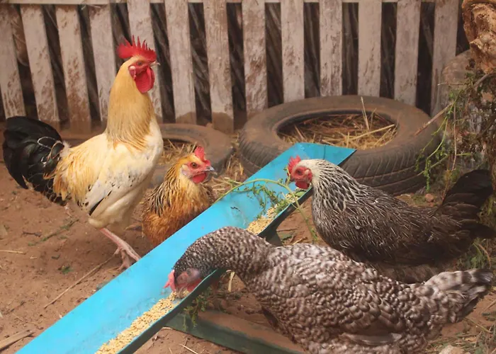 Traditional Berber Eco Farm Stay